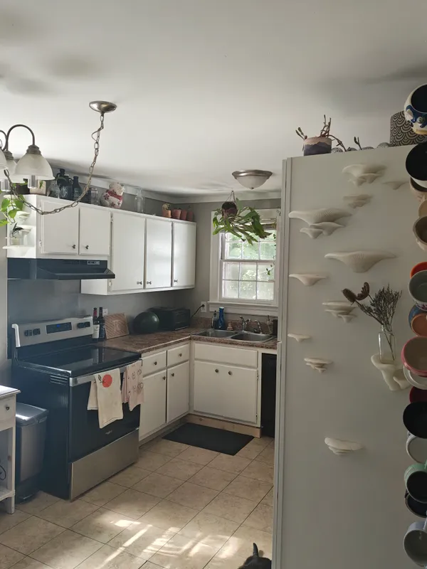 The same mushrooms in daylight: matte white oyster-cap forms mounted up the side of a refrigerator in a kitchen